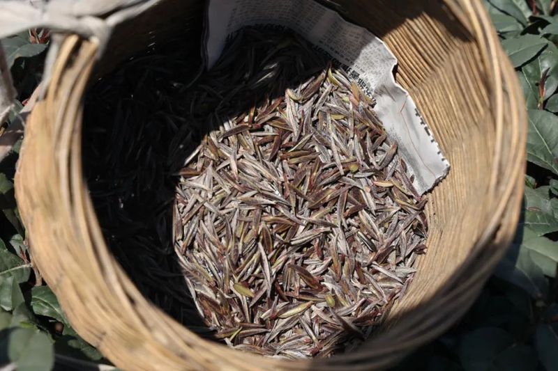 关于沐川县  阳春三月紫茶采摘正当时的资讯(2)