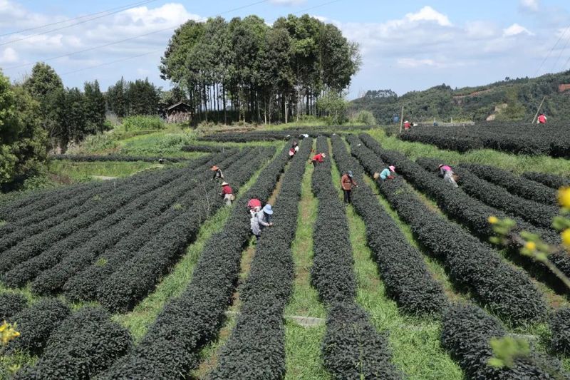 关于沐川县  阳春三月紫茶采摘正当时的资讯