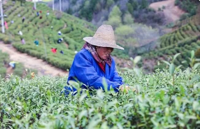 有关于河南信阳:毛尖春茶采摘忙的信息(1)