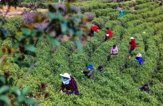 有关于河南信阳:毛尖春茶采摘忙的信息(6)