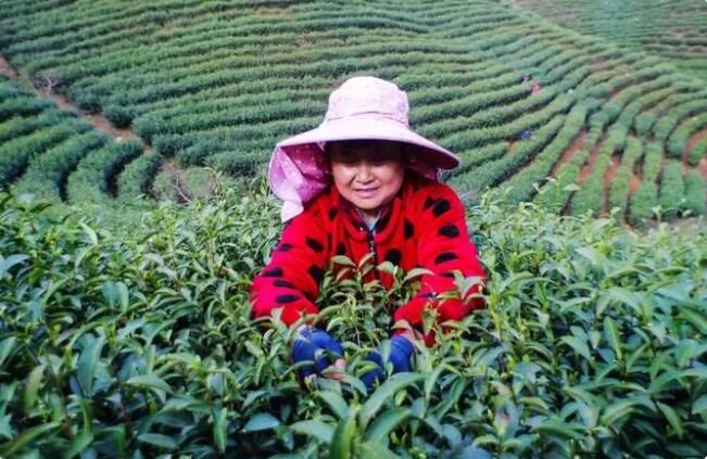 有关于河南信阳:毛尖春茶采摘忙的信息(5)