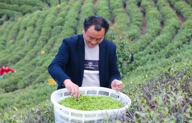 有关于河南信阳:毛尖春茶采摘忙的信息(4)