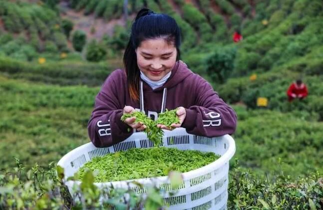 有关于河南信阳:毛尖春茶采摘忙的信息(8)