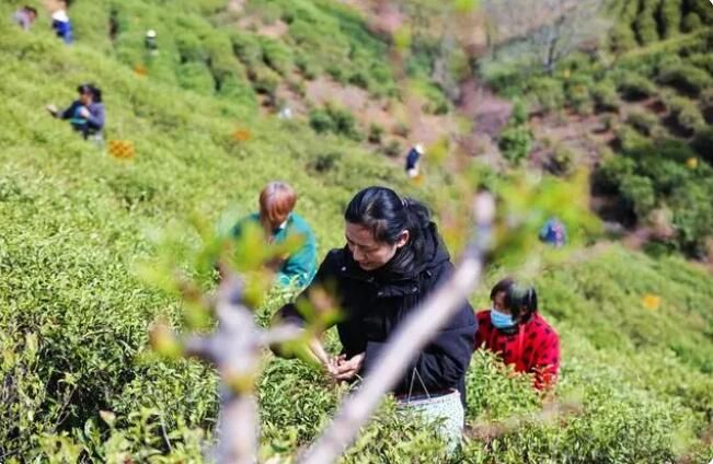 有关于河南信阳:毛尖春茶采摘忙的信息