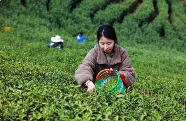 有关于河南信阳:毛尖春茶采摘忙的信息(2)