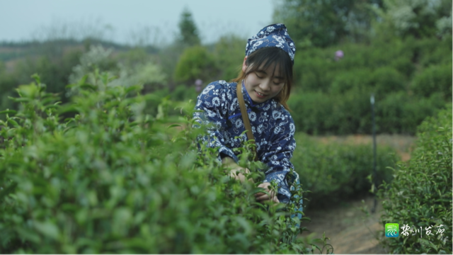关于黎川这里万亩白茶基地采茶制茶忙的相关信息(2)