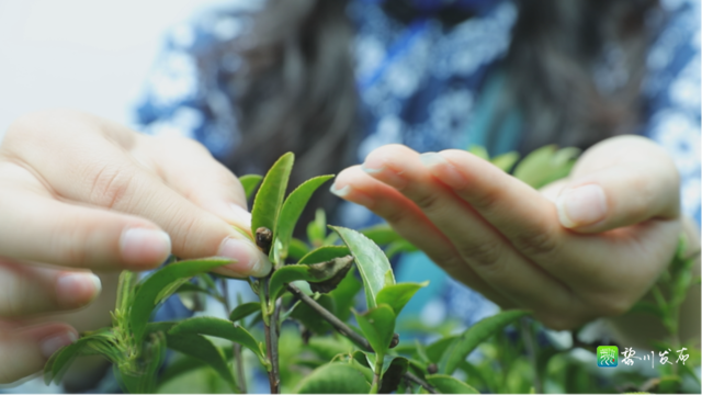 关于黎川这里万亩白茶基地采茶制茶忙的相关信息(3)