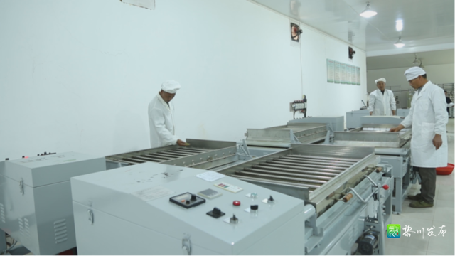 关于黎川这里万亩白茶基地采茶制茶忙的相关信息(5)