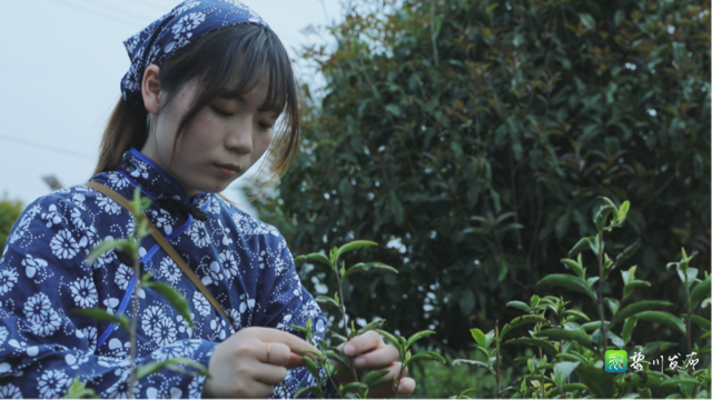 关于黎川这里万亩白茶基地采茶制茶忙的相关信息(6)