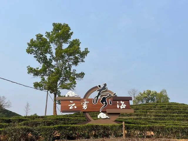 有关于昌宁30余万亩春茶迎来采收季的内容(6)