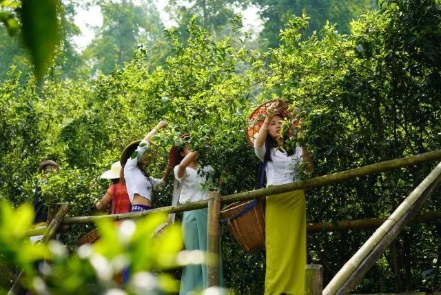 有关于昌宁30余万亩春茶迎来采收季的内容(5)