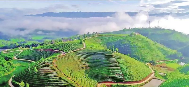 有关于昌宁30余万亩春茶迎来采收季的内容