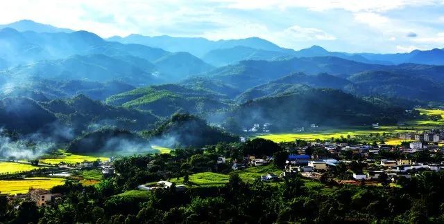 有关于昌宁30余万亩春茶迎来采收季的内容(2)