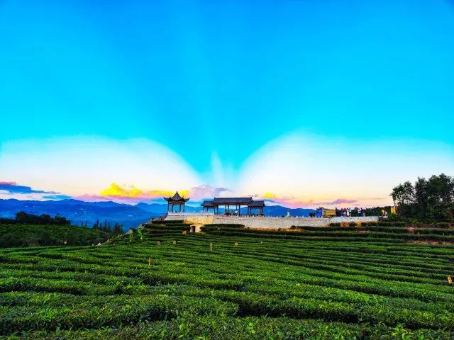 有关于昌宁30余万亩春茶迎来采收季的内容(3)