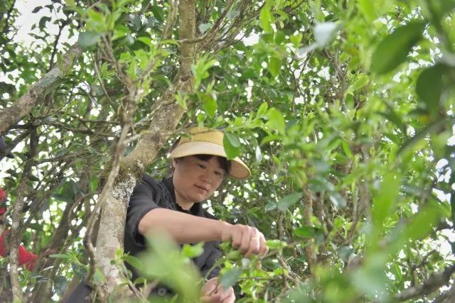 有关于昌宁30余万亩春茶迎来采收季的内容(1)