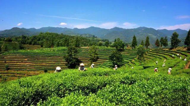 有关于昌宁30余万亩春茶迎来采收季的内容(8)