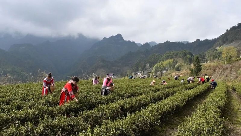 有关于明前茶飘香　黔江区2万多亩春茶全面开采的相关内容(1)