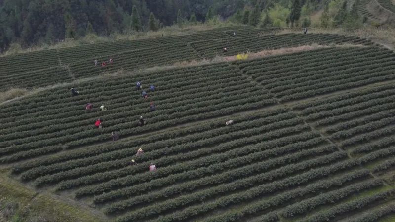 有关于明前茶飘香　黔江区2万多亩春茶全面开采的相关内容