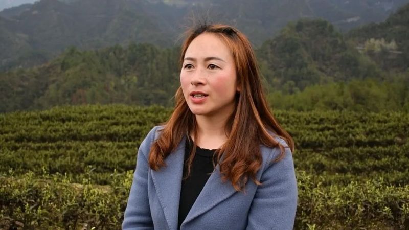 有关于明前茶飘香　黔江区2万多亩春茶全面开采的相关内容(4)