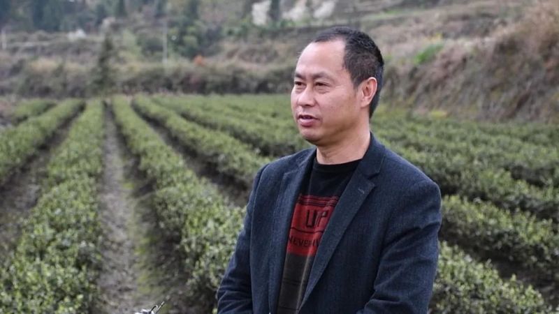 有关于明前茶飘香　黔江区2万多亩春茶全面开采的相关内容(2)