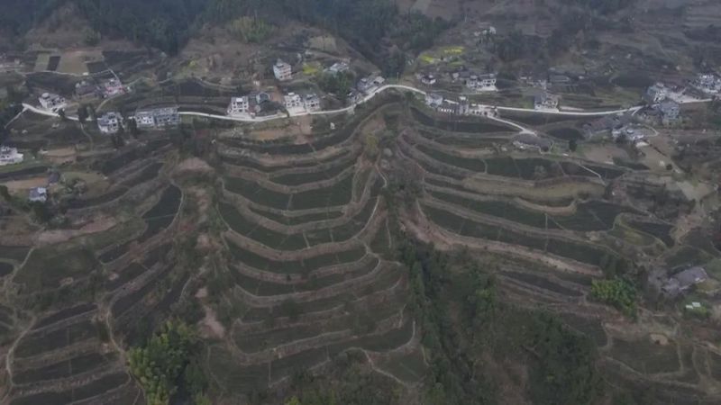 有关于明前茶飘香　黔江区2万多亩春茶全面开采的相关内容(3)