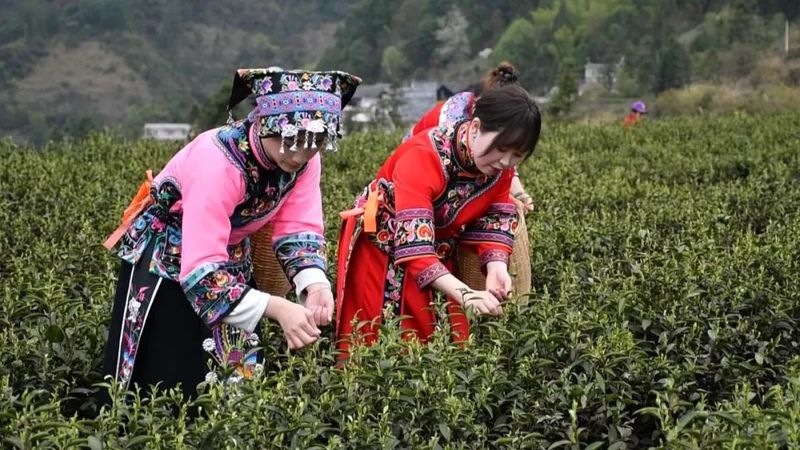 有关于明前茶飘香　黔江区2万多亩春茶全面开采的相关内容(5)