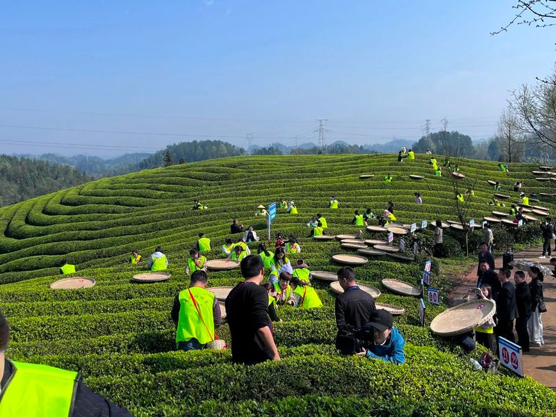 有关于双手采茶好：凤冈举行双手采茶技能大赛的内容(6)