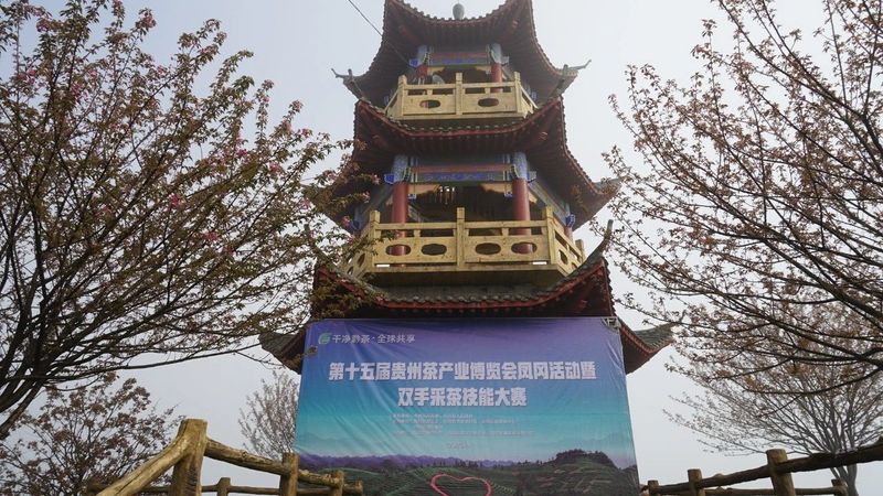 有关于双手采茶好：凤冈举行双手采茶技能大赛的内容(3)