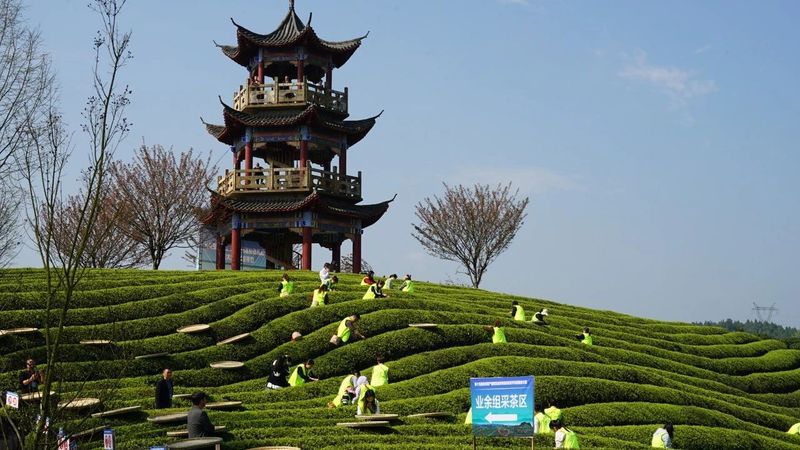 有关于双手采茶好：凤冈举行双手采茶技能大赛的内容(2)