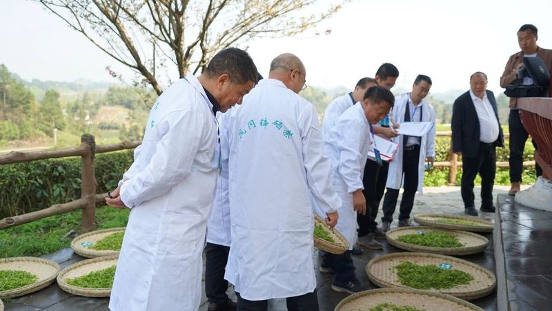 有关于双手采茶好：凤冈举行双手采茶技能大赛的内容(7)