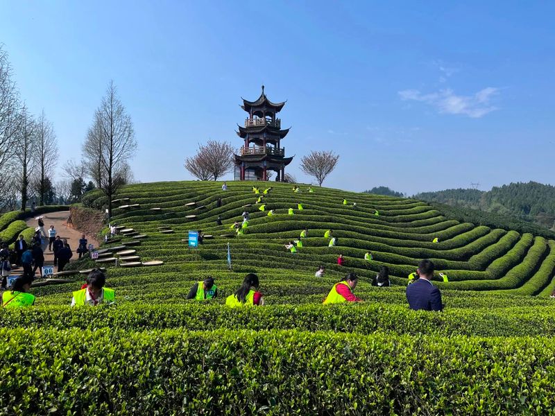 有关于双手采茶好：凤冈举行双手采茶技能大赛的内容(5)