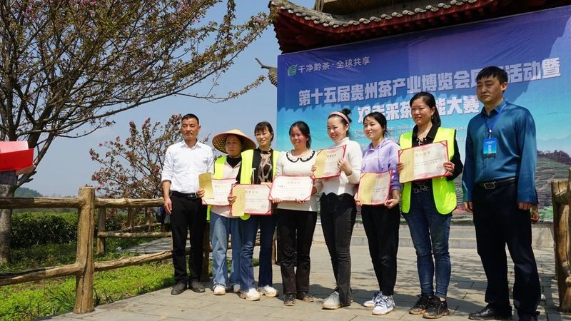 有关于双手采茶好：凤冈举行双手采茶技能大赛的内容(12)