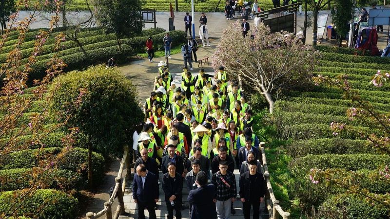 有关于双手采茶好：凤冈举行双手采茶技能大赛的内容(1)