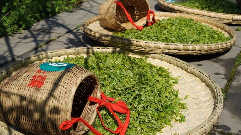 有关于双手采茶好：凤冈举行双手采茶技能大赛的内容(11)