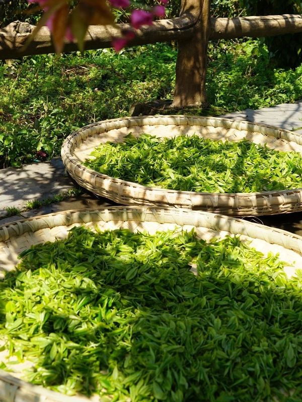 有关于双手采茶好：凤冈举行双手采茶技能大赛的内容(8)