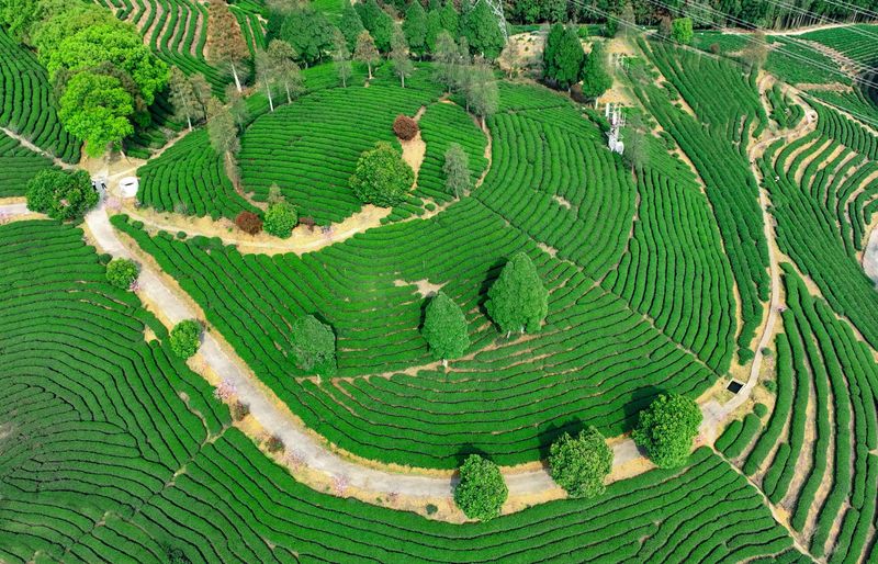 有关于福建蕉城：培育一片茶 富裕一方人的信息