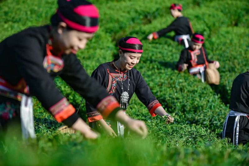 有关于福建蕉城：培育一片茶 富裕一方人的信息(6)