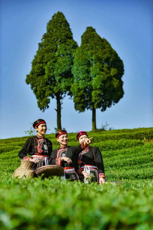 有关于福建蕉城：培育一片茶 富裕一方人的信息(4)