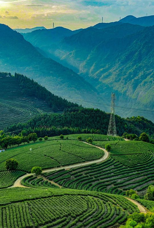 有关于福建蕉城：培育一片茶 富裕一方人的信息(2)