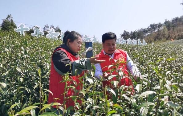有关于浙江天台山“云端”开茶的内容(1)