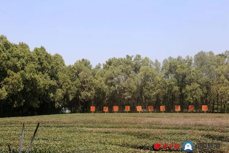 关于想喝日照露天春茶，还需再等等！的新闻(2)