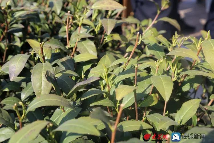 关于想喝日照露天春茶，还需再等等！的新闻(7)