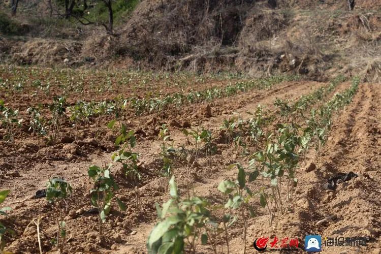 关于想喝日照露天春茶，还需再等等！的新闻(5)