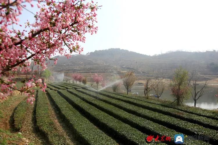 关于想喝日照露天春茶，还需再等等！的新闻