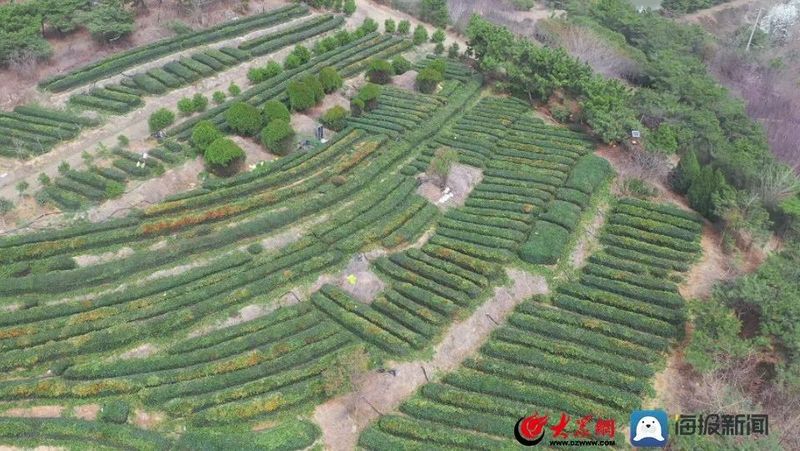 关于想喝日照露天春茶，还需再等等！的新闻(1)