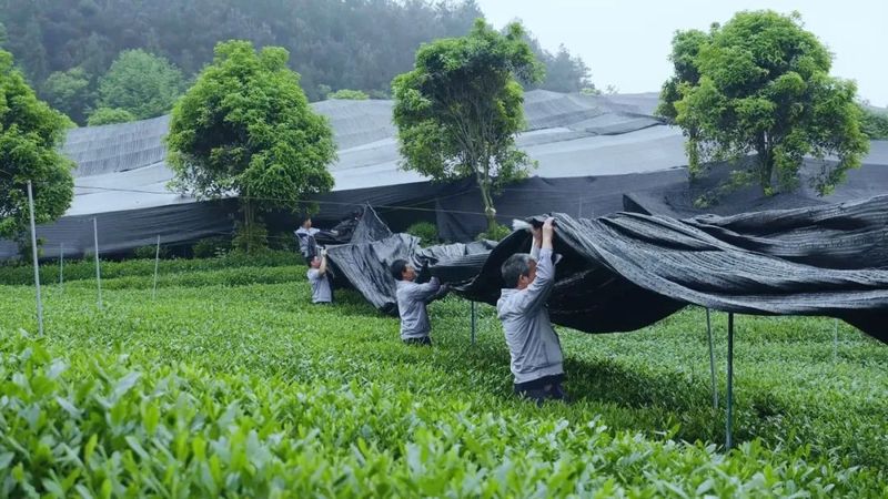 关于以高质量供给满足不断升级的消费需求——贵州抹茶产业探索规模化道路的消息(1)