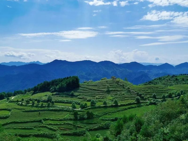 关于以高质量供给满足不断升级的消费需求——贵州抹茶产业探索规模化道路的消息(3)