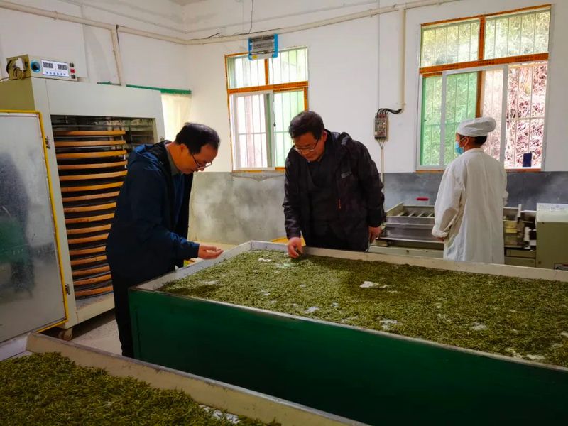 有关于国家科技特派团专家现场“支招”助力白河春茶丰产增收的相关信息(1)