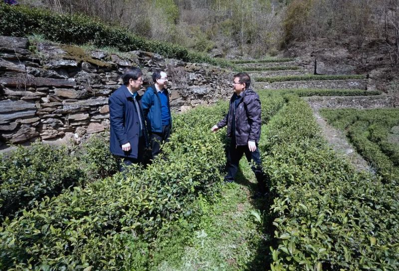 有关于国家科技特派团专家现场“支招”助力白河春茶丰产增收的相关信息(2)