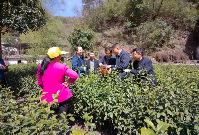 有关于国家科技特派团专家现场“支招”助力白河春茶丰产增收的相关信息